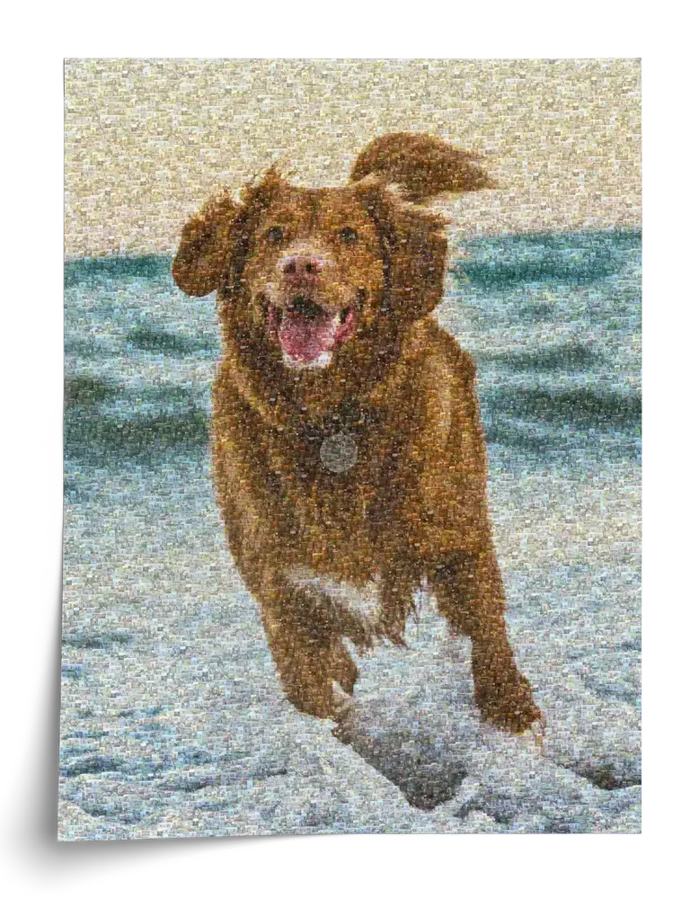 Póster vertical de un perro marrón corriendo junto al agua, formado por muchas fotos pequeñas